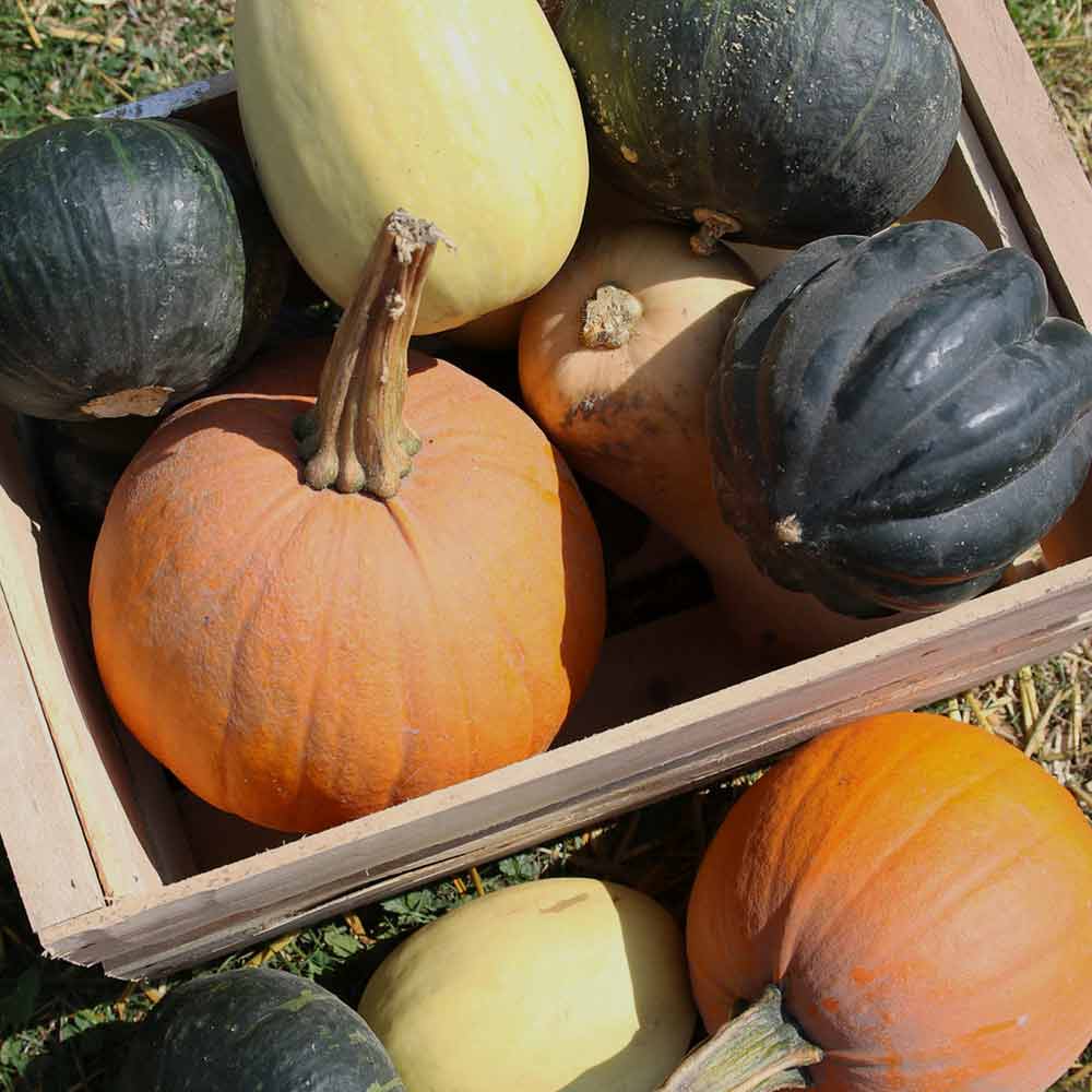 citrouilles, courges