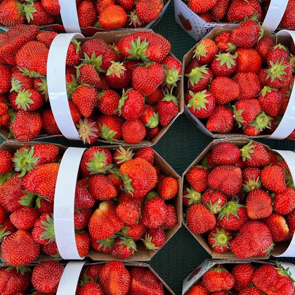 fraises, casseau de fraises, cueillette