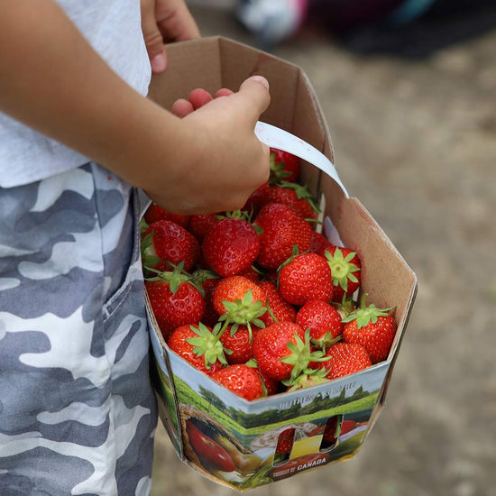 fraises, autocueillette de fraises, cueillette de fraises, paniers de fraises