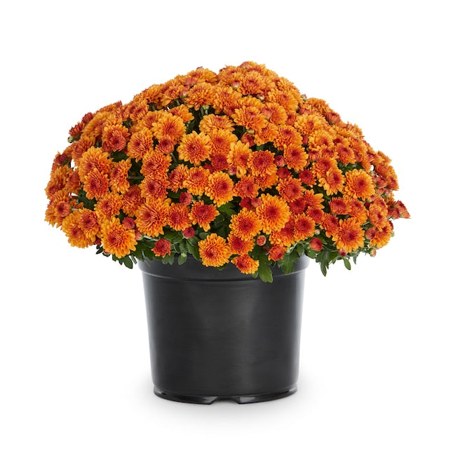 Chrysanthemum Pot 14"