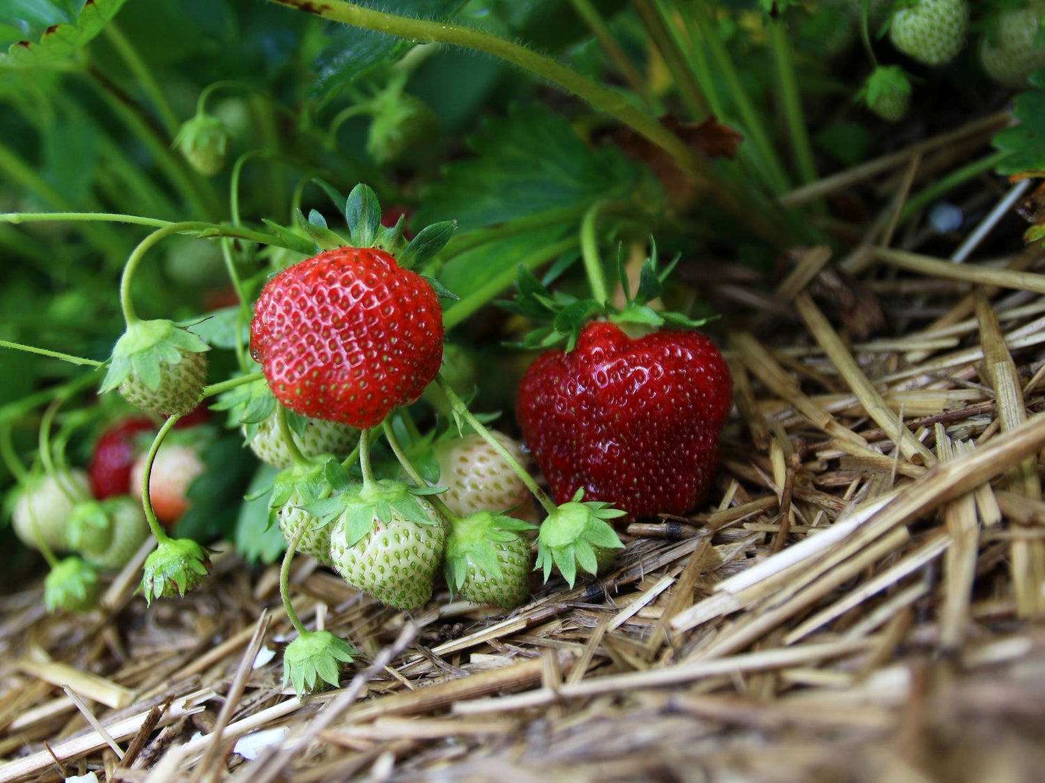fraises, cueillette de fraises, fraises du Québec