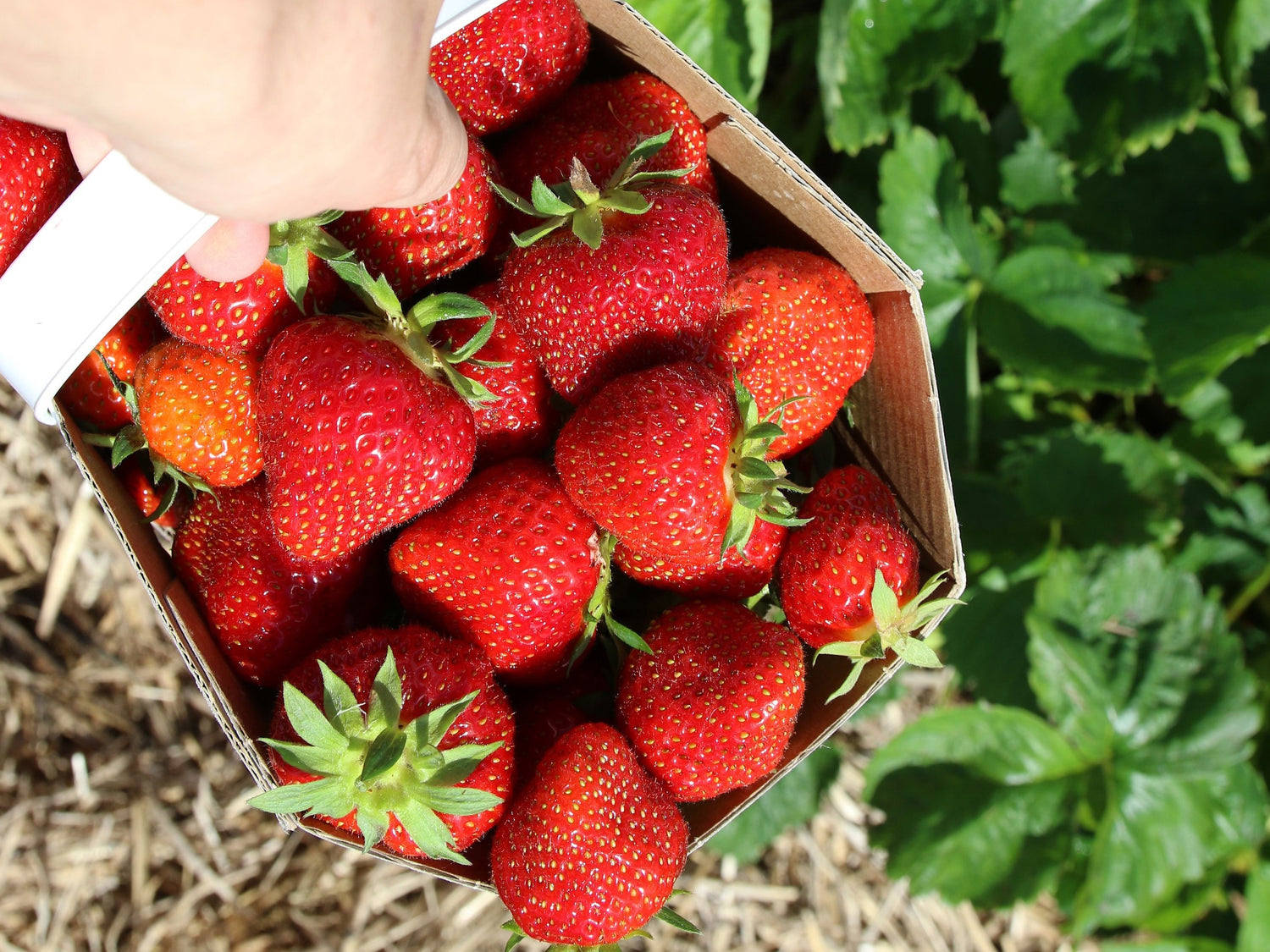 fraises, fraises du Québec, cueillette de fraises